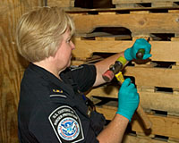 CBP Agriculture Specialist inspecting wood packing material for exotic pests.